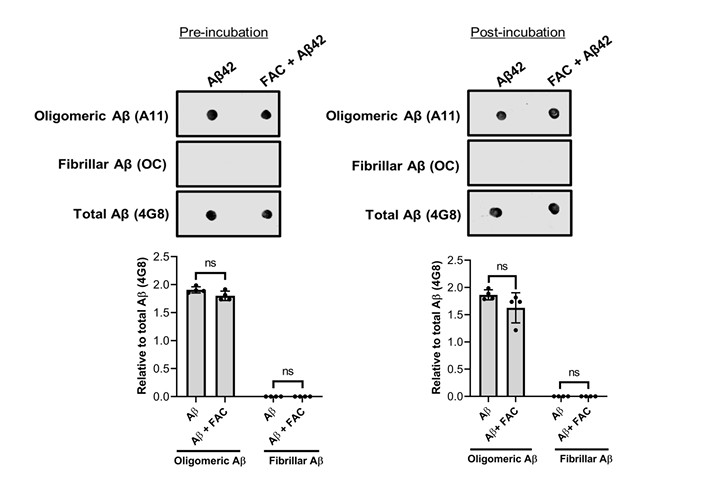 Dot Blot using Aβ40 fibrils